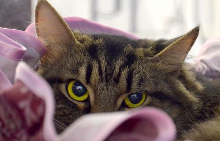 Выставка кошек «В гостях у Кошки»
