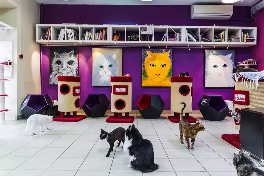 Котокафе Республика кошек в С.-Петербурге