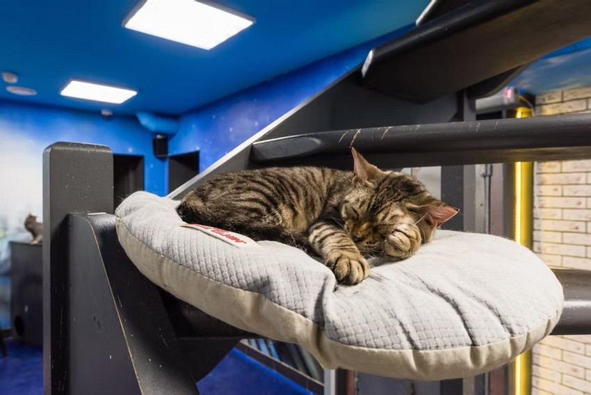 Котокафе Республика кошек. Кот спит на своей кушетке.
