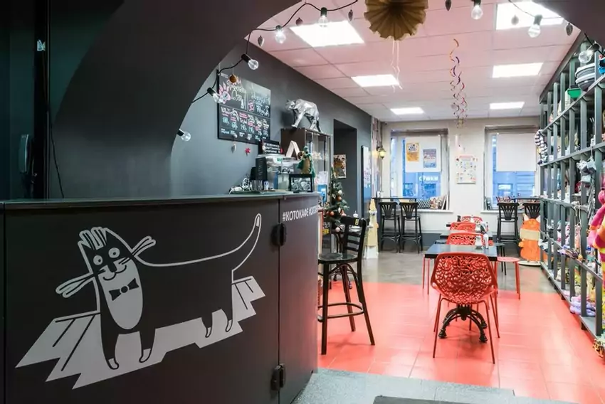 Котокафе Республика кошек в С.-Петербурге