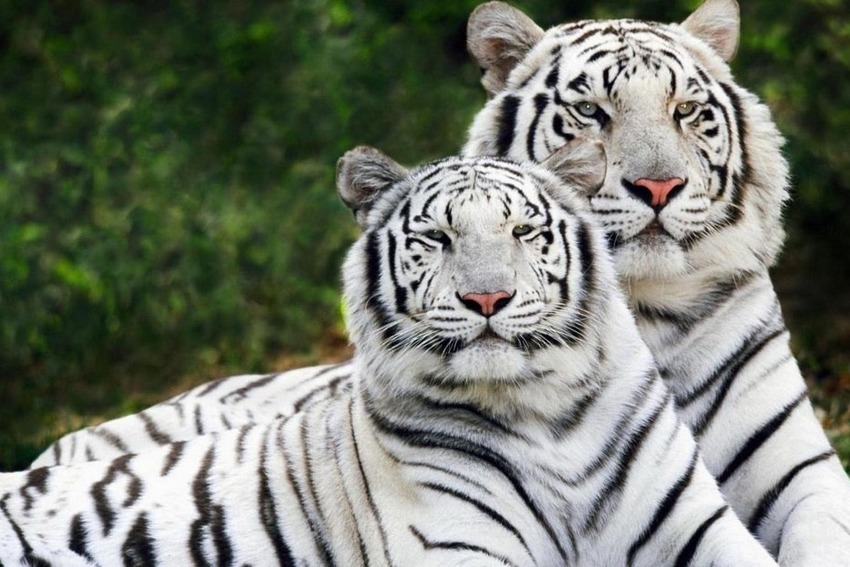 Выставка WildArt 2022