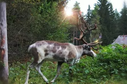 Экскурсия на квадроциклах на оленью ферму