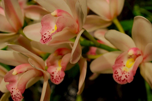 География орхидей