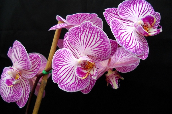 География орхидей