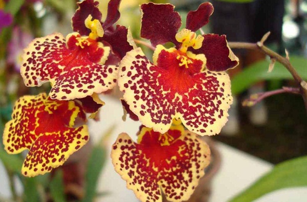 География орхидей