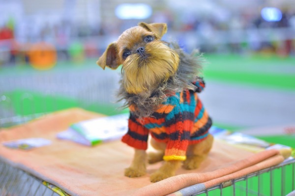 Международная выставка собак