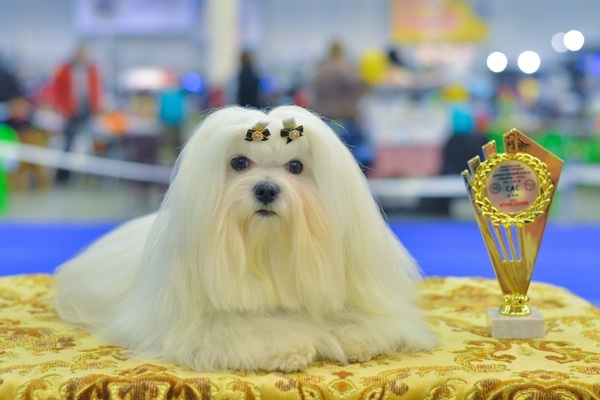 Международная выставка собак