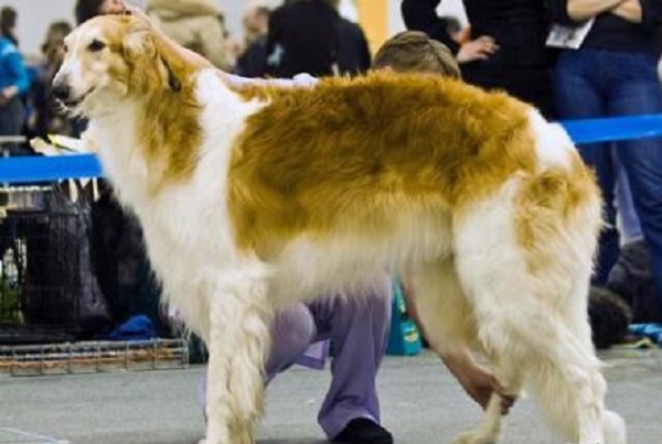 Международная выставка собак