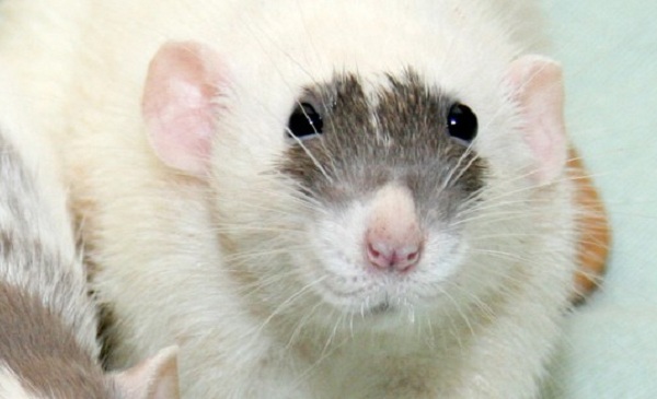 ХII Выставка «Усатые Звезды»