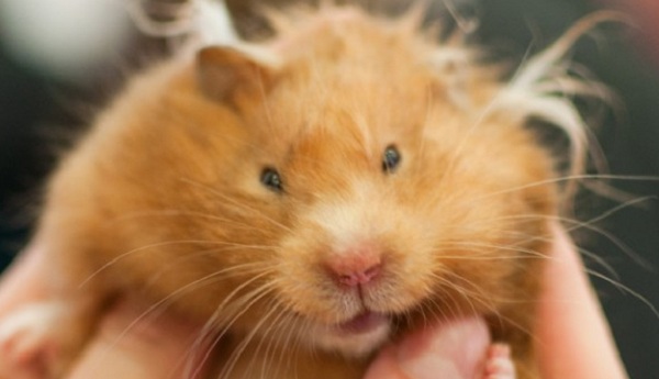 ХII Выставка «Усатые Звезды»