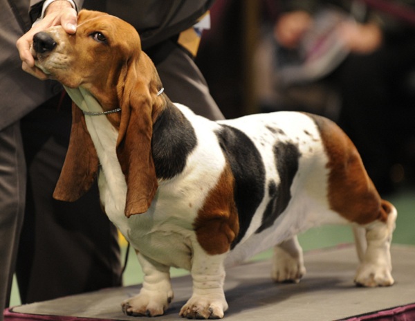 выставка собак «Мемориал Ю. Никулина – 2015»