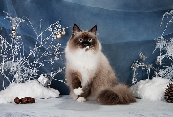 Выставка кошек «Сибирское чудо – 2014»