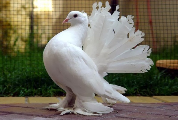 Памяти павших, будьте достойны