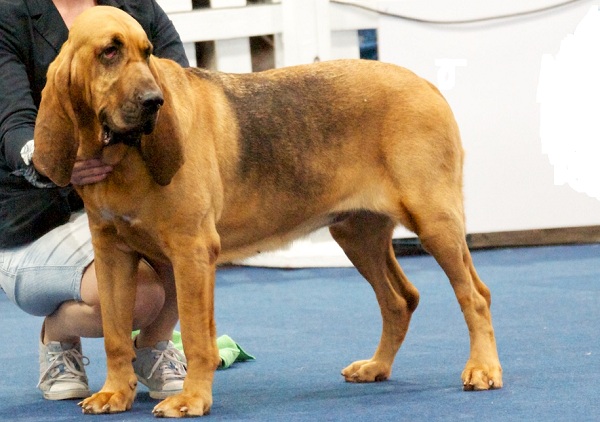 выставка собак «Мемориал Ю. Никулина – 2015»