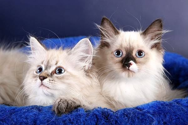 Выставка кошек «Сибирское чудо – 2014»