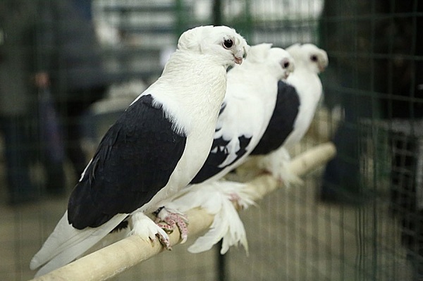 Памяти павших, будьте достойны