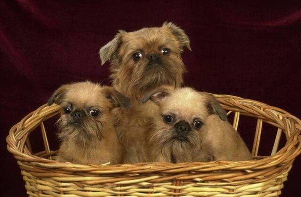 The Leader's Winter Cup – 2014