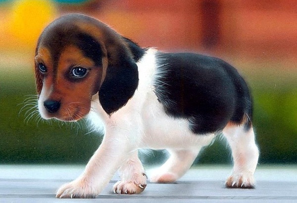 Рождественские встречи – 2014