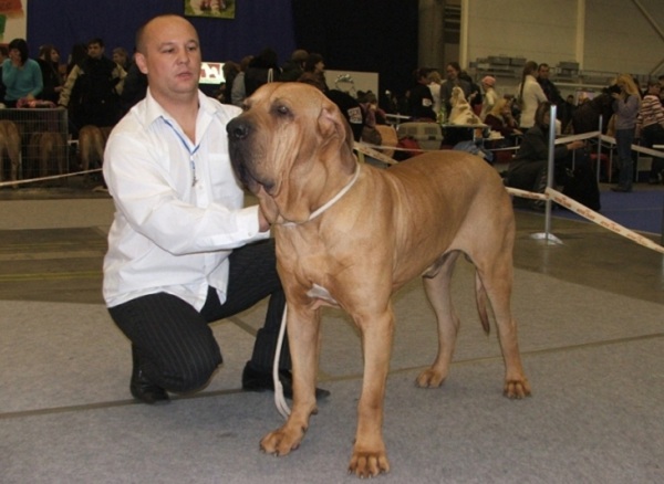 выставка собак «Мемориал Ю. Никулина – 2015»