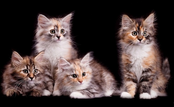 Выставка кошек «Сибирское чудо – 2014»