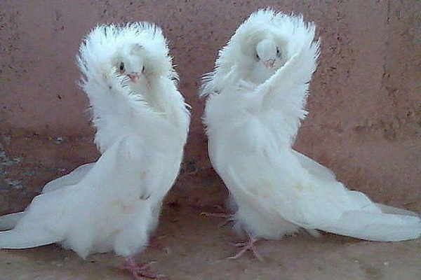 Памяти павших, будьте достойны