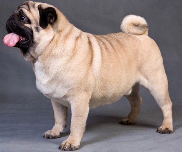 Рождественские встречи – 2014