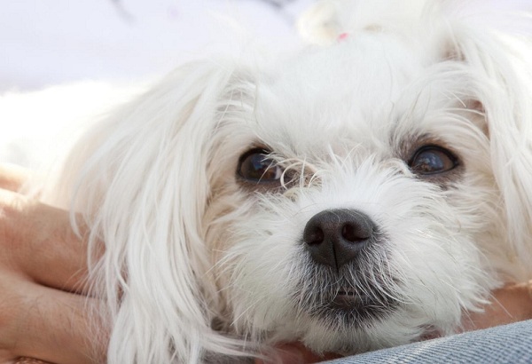 Международная выставка собак «Зимние встречи»