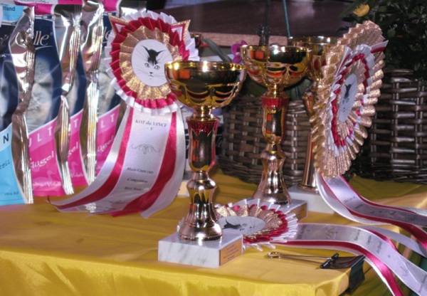 Выставка кошек «Сибирское чудо – 2014»