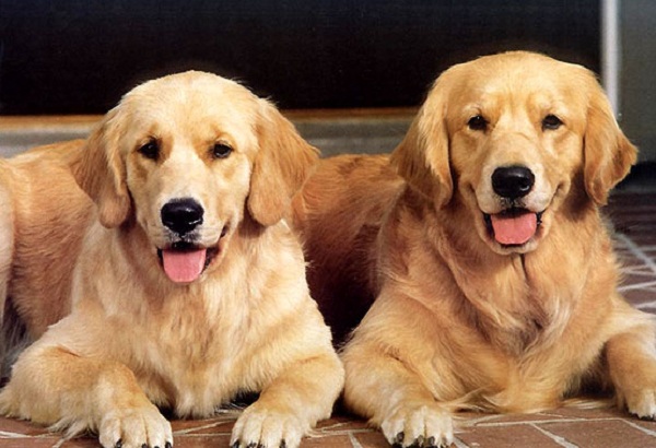 Рождественские встречи – 2014