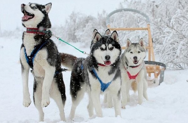 Рождественские гуляния в Архангельском