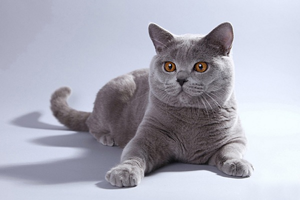 Международная выставка кошек «Русская зима – 2015»