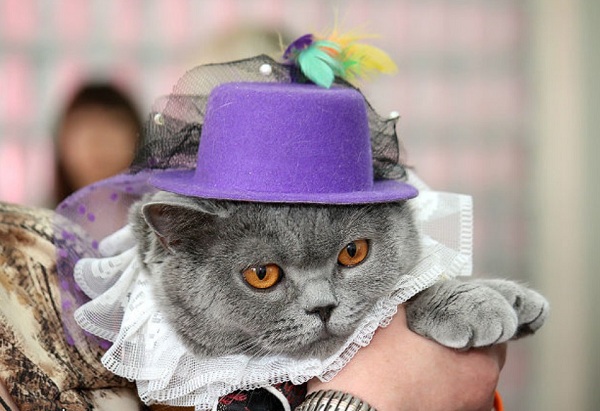 Международная выставка кошек «Русская зима – 2015»