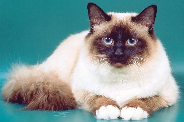 Выставка кошек «Зимний альянс – 2015»