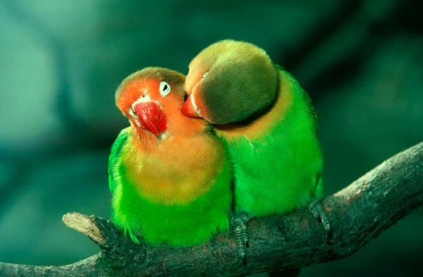 Выставка «Химия влюбленности» в Дарвиновском музее