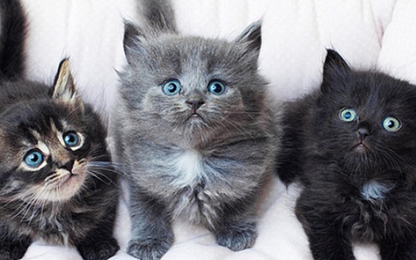 VII Московская выставка бездомных кошек «Домой»