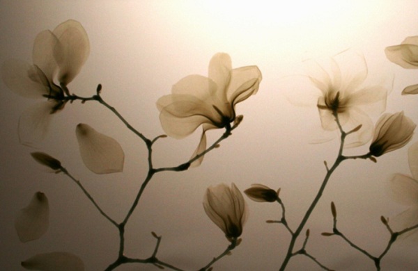 Выставка «Искусство видеть насквозь» в Музее им. Тимирязева