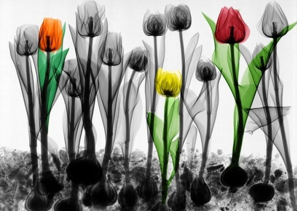 Выставка «Искусство видеть насквозь» в Музее им. Тимирязева