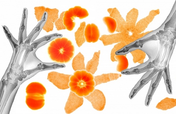 Выставка «Искусство видеть насквозь» в Музее им. Тимирязева