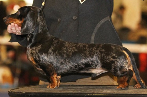 Всероссийская выставка собак памяти Л. Сабанеева