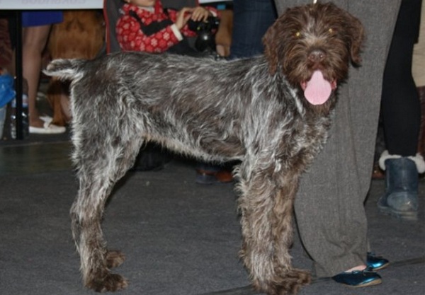 Всероссийская выставка собак памяти Л. Сабанеева