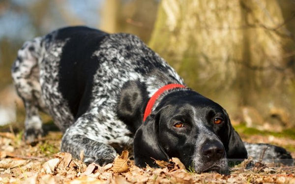 Всероссийская выставка собак памяти Л. Сабанеева