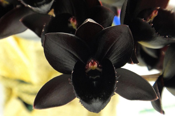 VI Зимний фестиваль «Тропическая зима»