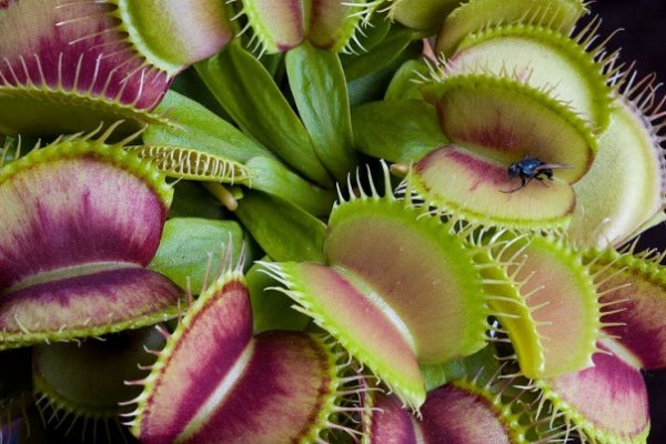 VI Зимний фестиваль «Тропическая зима»