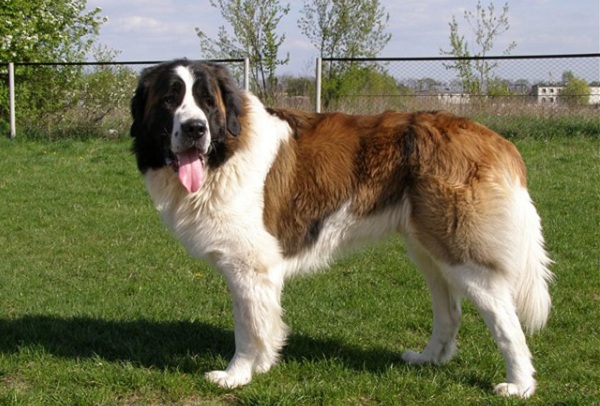 Выставка собак «Чемпион РКФ»