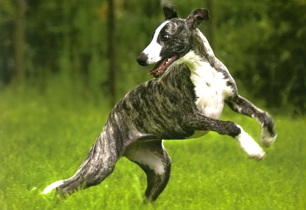 Выставка собак «Чемпион РКФ»