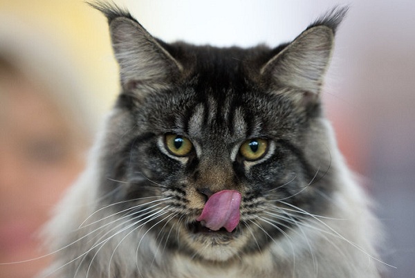 Выставка «Золотая кошка Евразии» в Тишинке