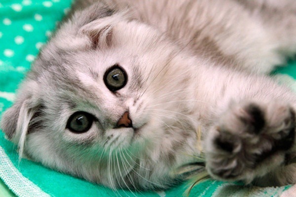 Выставка «Золотая кошка Евразии» в Тишинке