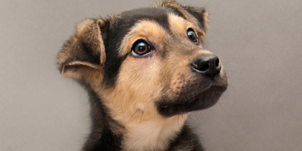 V Выставка приютских собак «Домой!»