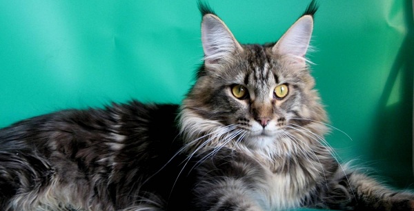 Международная выставка кошек «Кот в сапогах и его друзья» в Сокольниках