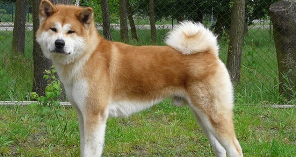 Всероссийская выставка собак «Снежное Дог-Шоу – 2015» в Сокольниках